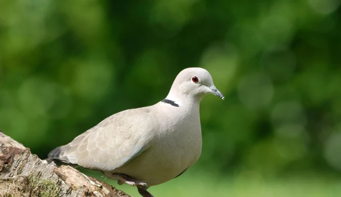 Synogarlica turecka nazywana jest sierpówką i bynajmniej nie pochodzi z Polski