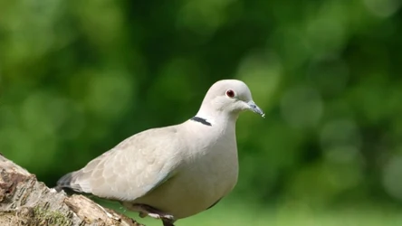Synogarlica turecka nazywana jest sierpówką i bynajmniej nie pochodzi z Polski