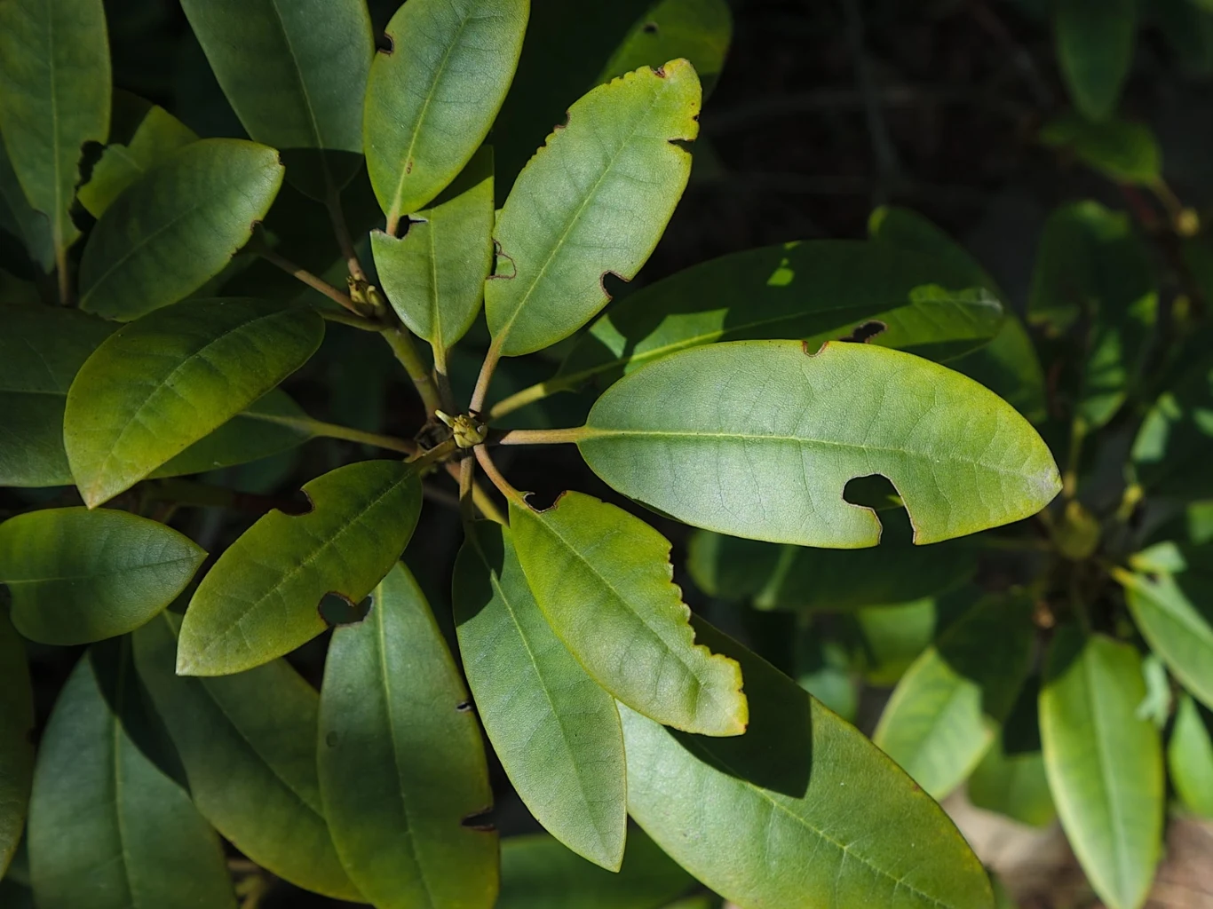 zielone liście rośliny z wyraźnymi uszkodzeniami na brzegach i dziurami, oświetlone światłem słonecznym