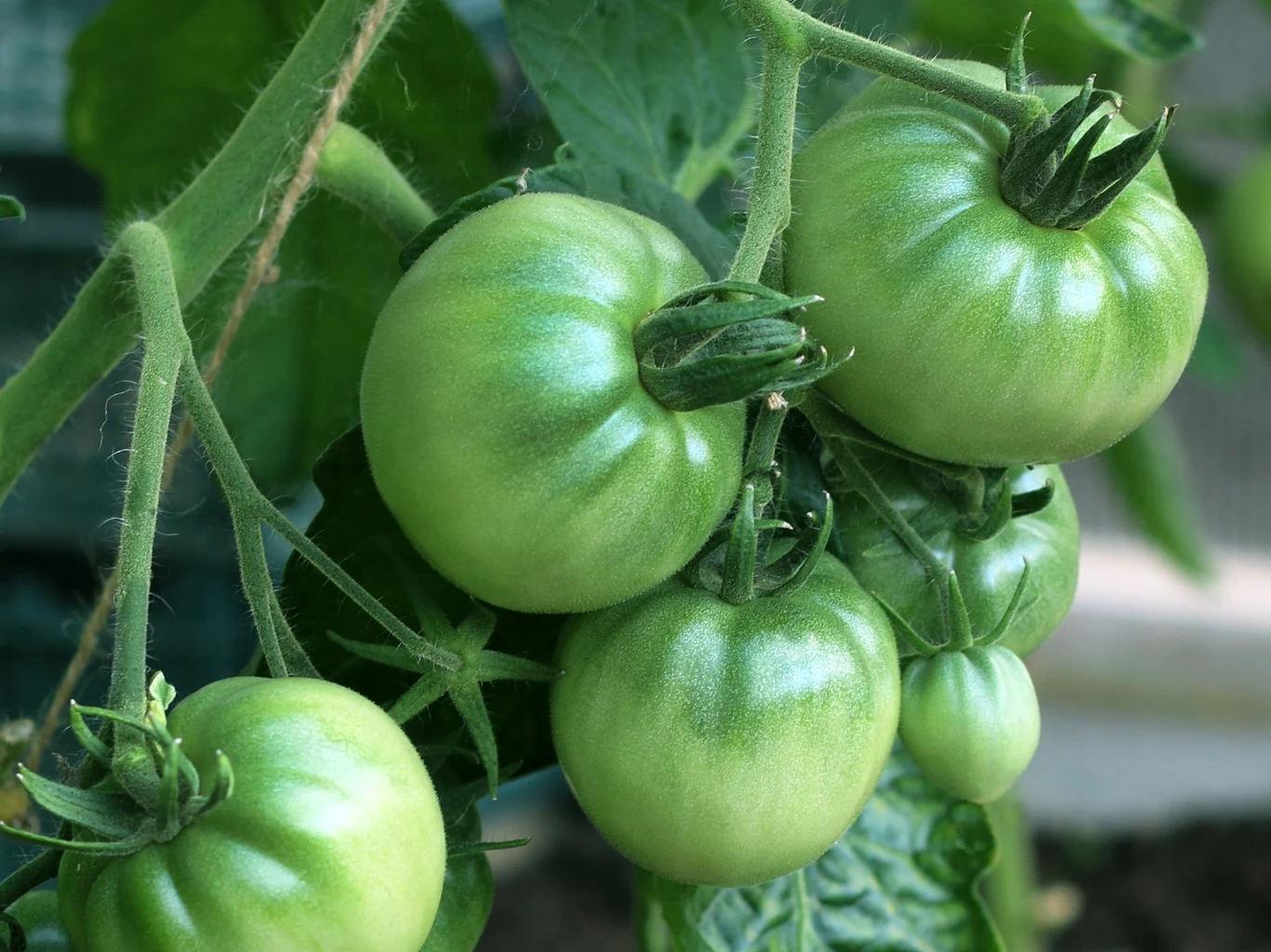 kilka niedojrzałych, zielonych pomidorów rosnących na jednej łodydze, otoczonych liśćmi