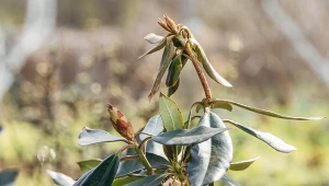 Atakują korzenie i liście. Wlej konewkę pod rododendron, a znikną