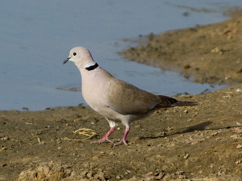 Jasnoszara synogarlica z charakterystycznym czarnym półpierścieniem na szyi spaceruje po brzegu zbiornika wodnego, zwracając uwagę kontrastującymi różowymi nogami i czerwonym okiem.