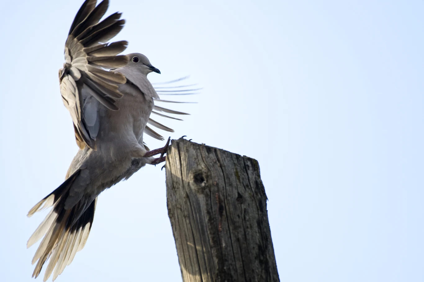 Gołąb w locie tuż nad starym, drewnianym słupem z szeroko rozpostartymi skrzydłami na tle jasnego nieba.