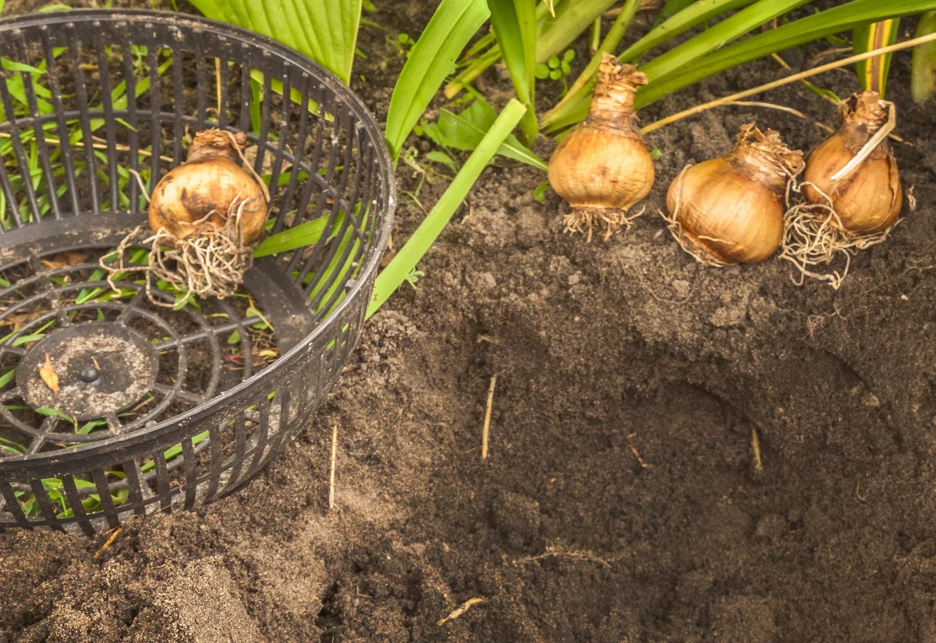Cztery cebulki kwiatowe leżą na ciemnej ziemi obok plastikowego koszyka do sadzenia, w tle zielone liście roślin ogrodowych.
