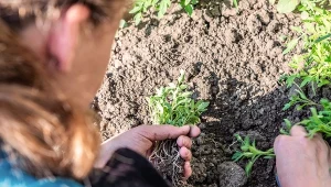 Wsyp do każdego dołka pod pomidory. Na starcie będą rosły silne i zdrowe