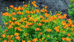 Aksamitka wąskolistna jest prosta w uprawie i odstrasza szkodniki.