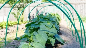 Jak przygotować glebę pod ogórki?