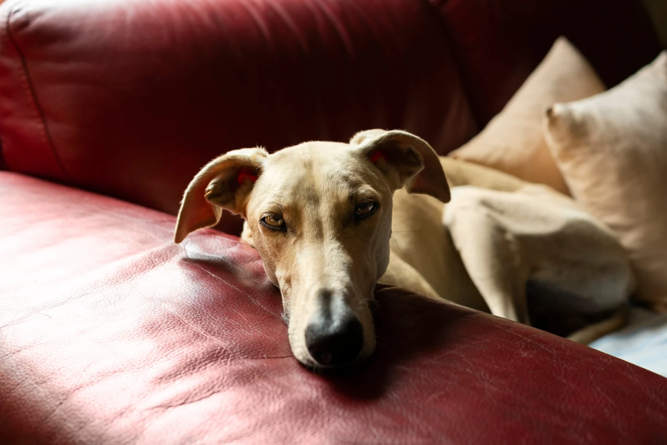 Ciekawym wyborem bywa też greyhound Ciekawym wyborem bywa też greyhound