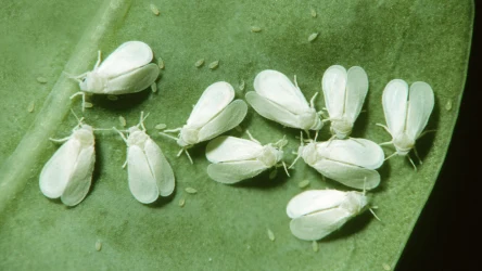 Mączliki to niewielkie białe muszki, które mogą poczynić wielkie szkody w uprawach. Żerują między innymi na ogórkach i pomidorach.