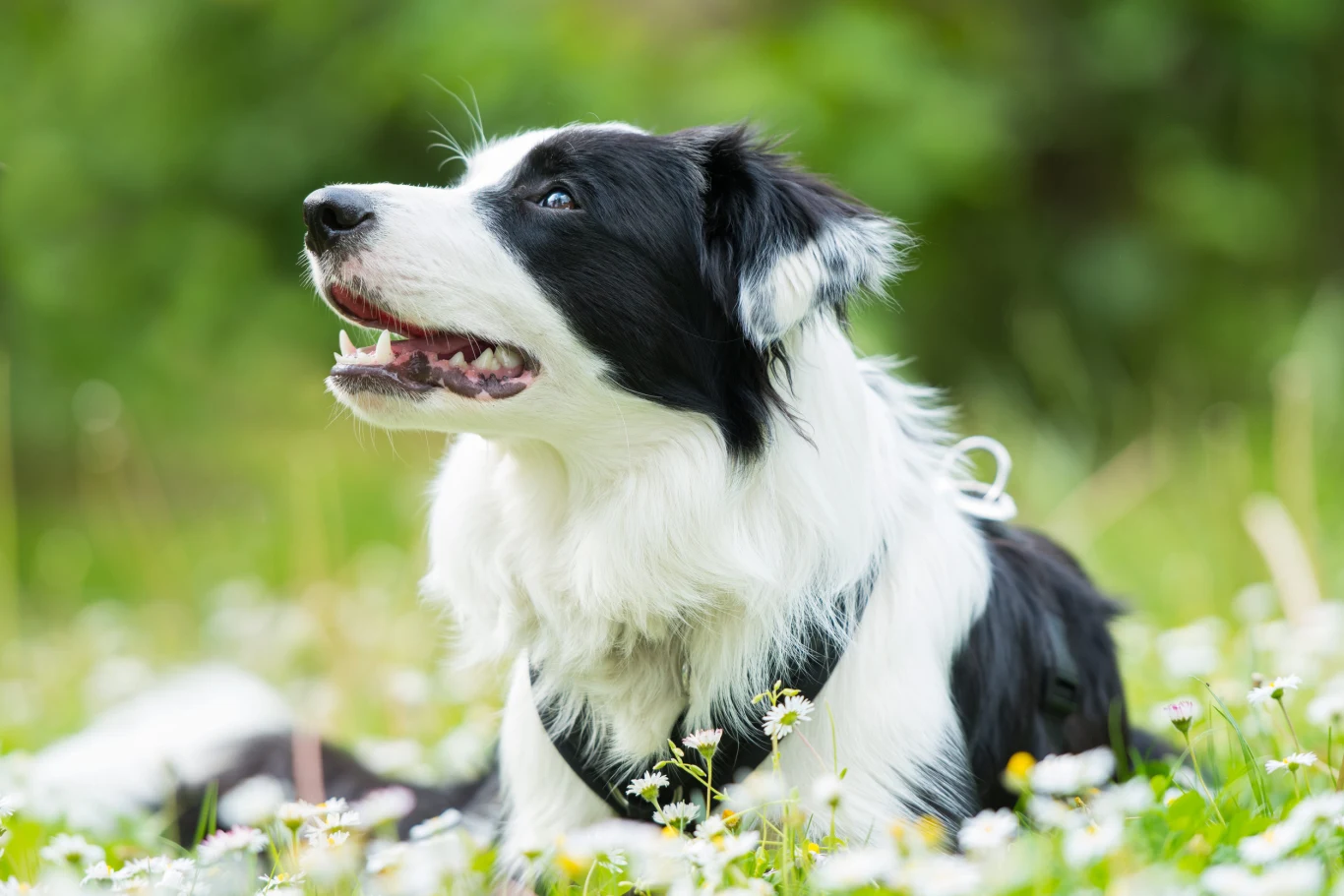Dla wielu seniorów trudniejsze bywają rasy pasterskie, myśliwskie i bardzo energiczne Czarnobiały pies rasy border collie leży na łące pełnej białych kwiatów, patrząc w górę z otwartym pyskiem i wyrazem skupienia.