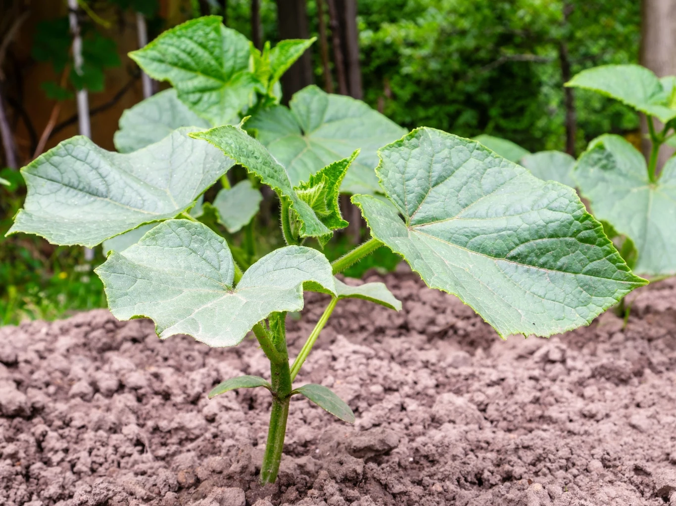 młoda roślina ogórka rosnąca na świeżo uprawionej grządce, z dużymi zielonymi liśćmi dominującymi na tle ziemi