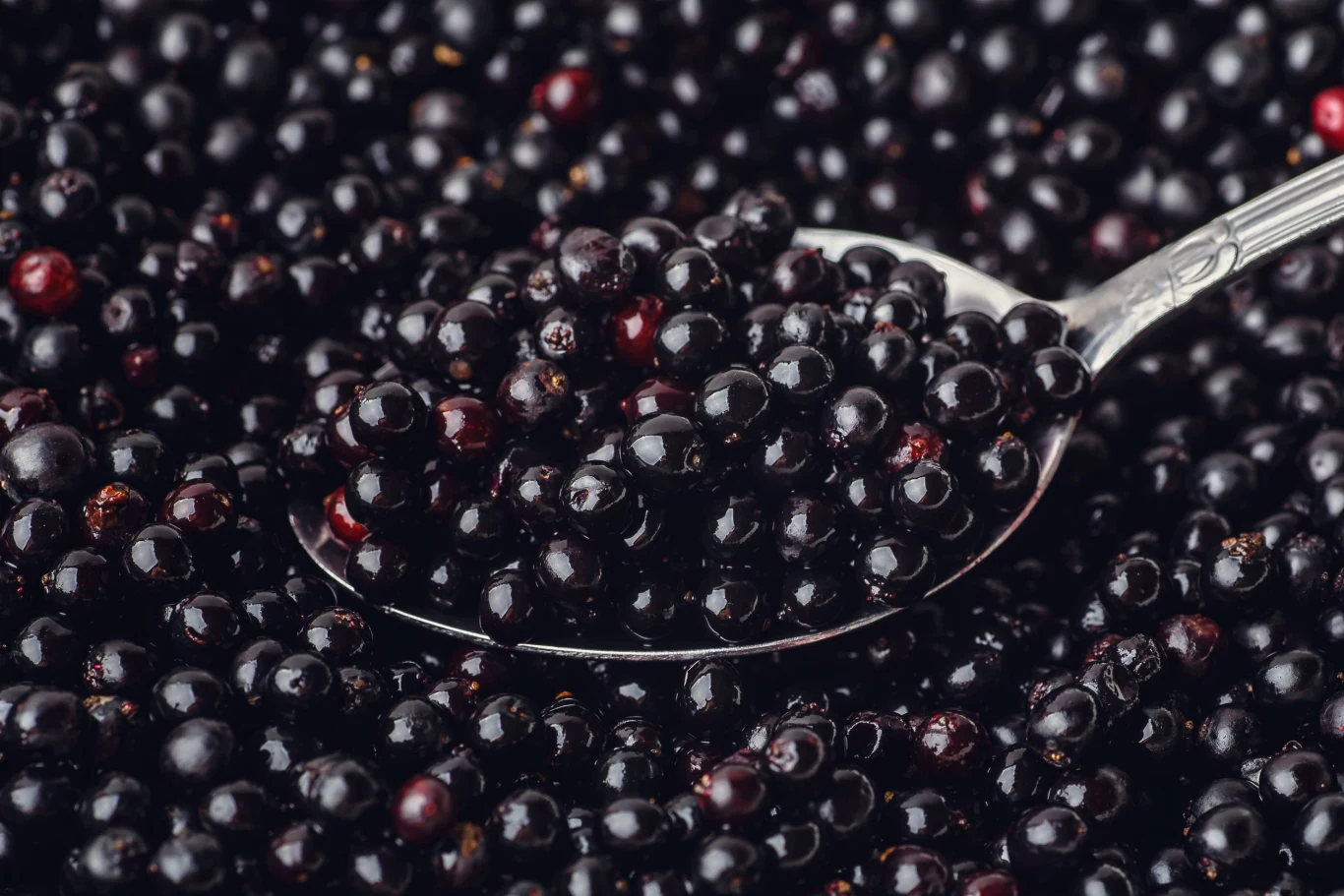 Owoce czarnego bzu to skarbnica wartościowych substancji srebrna łyżka nabiera świeże, błyszczące owoce czarnej porzeczki ułożone ciasno obok siebie
