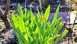 Nornica podgryza tulipany w ogrodzie? W prosty sposób ją wypędzisz