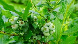 Pierwsze wyraźne rezultaty widać już w sezonie po pierwszym regularnym cięciu – owoce są większe.