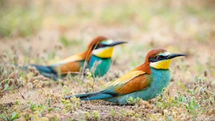 Żołna zwyczajna to jeden z najbarwniejszych ptaków Polski