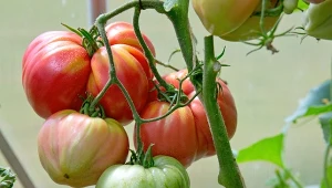 Kto zrobi, ten ma duże i smaczne pomidory. Rzadziej chorują