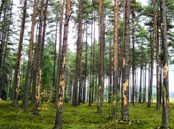 wysokie sosny o mocno uszkodzonej korze, stojące w gęstym lesie iglastym z zielonym runem pokrywającym ziemię