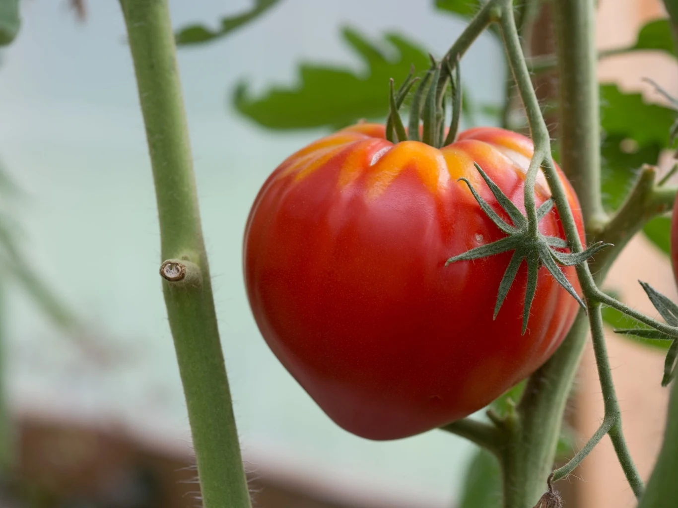 dojrzały, czerwony pomidor z lekko żółtymi przebarwieniami na górze, zwisający na zielonej łodydze wśród liści