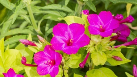 Dziwaczek jalapa to piękna roślina, która cudownie pachnie i przyciąga motyle