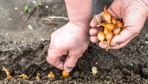 Zamocz dymkę przed sadzeniem. Główki cebuli urosną duże i zdrowe