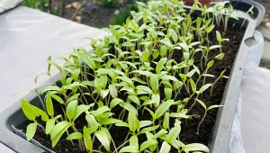 Wzmacnianie rozsady pomidora metodą dotyku jest proste i nie wymaga żadnych narzędzi. 