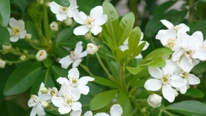 Jak uprawiać czojsię trójlistkową?