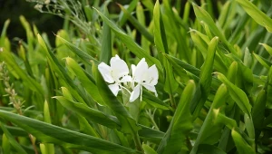 Posadź obok pomidorów i róży. Mszyce ominą rośliny szerokim łukiem 