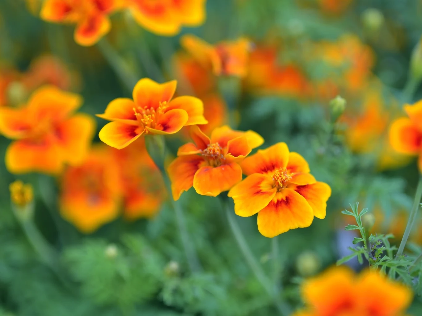 Intensywnie żółto-pomarańczowe kwiaty aksamitki wąskolistnej, otoczone pierzastymi, zielonymi liśćmi.