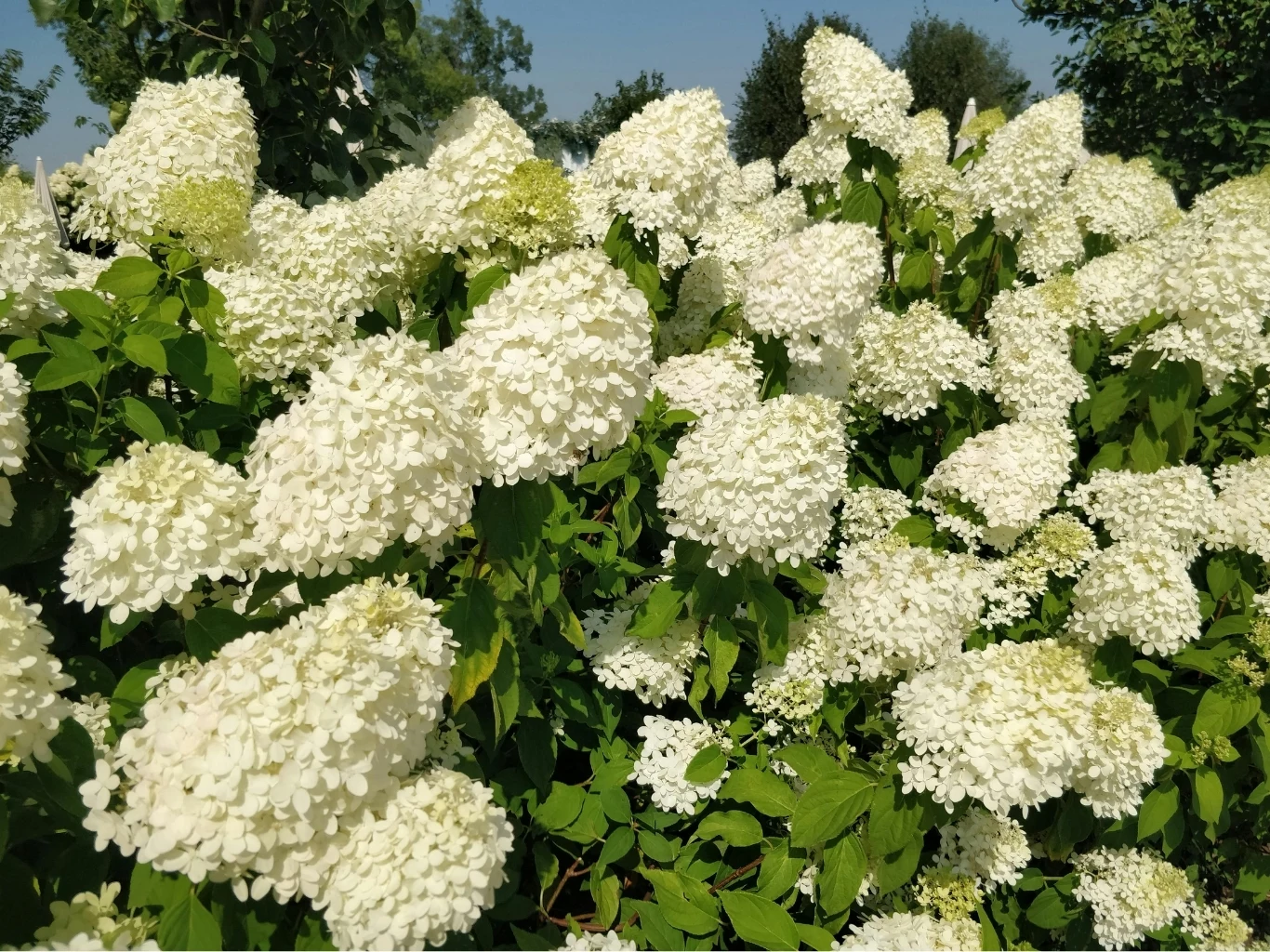 Obficie kwitnące białe hortensje o stożkowatych kwiatach otoczone zielonymi liśćmi, tworzące gęsty, efektowny krzew w słonecznym ogrodzie.