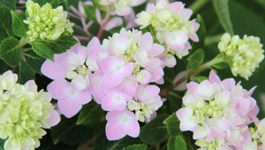 Wystarczy szczypta popularnych przypraw, by wesprzeć kwitnienie hortensji