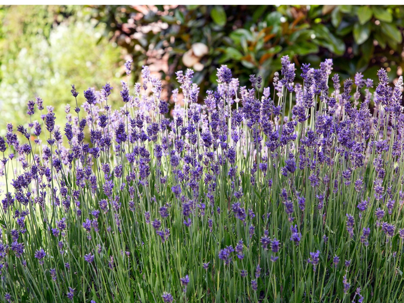 Gęste łany kwitnącej lawendy o fioletowych kwiatach otoczone zielonymi liśćmi, w tle niewyraźna roślinność ogrodowa.