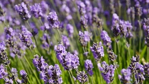 Zielone pączki u nasady pędów? Lawenda wysyła ważny sygnał