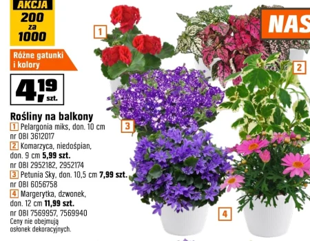 Рослина в горщику