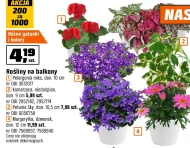 Рослина в горщику