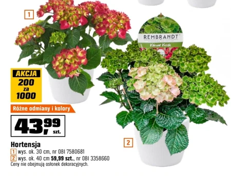 Рослина в горщику Ok.