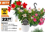 Рослина в горщику E