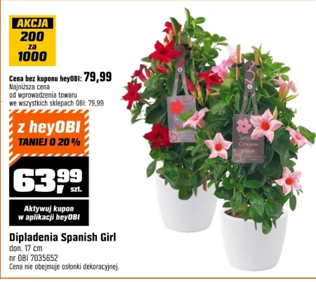 Рослина в горщику