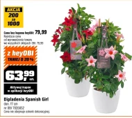 Рослина в горщику