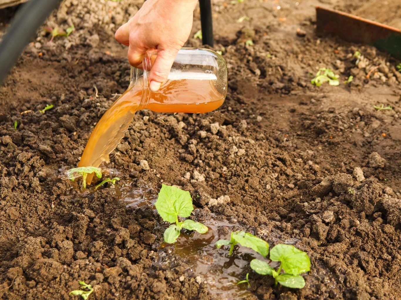 ręka podlewa młode sadzonki warzyw brązowym płynem z przezroczystego naczynia na grządkę z ziemią