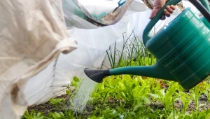 Nastaw w maju i podlewaj warzywa. Rosną szybciej i lepiej owocują