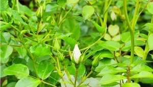 Róże nie chcą kwitnąć? Może pomóc specyfik z apteki