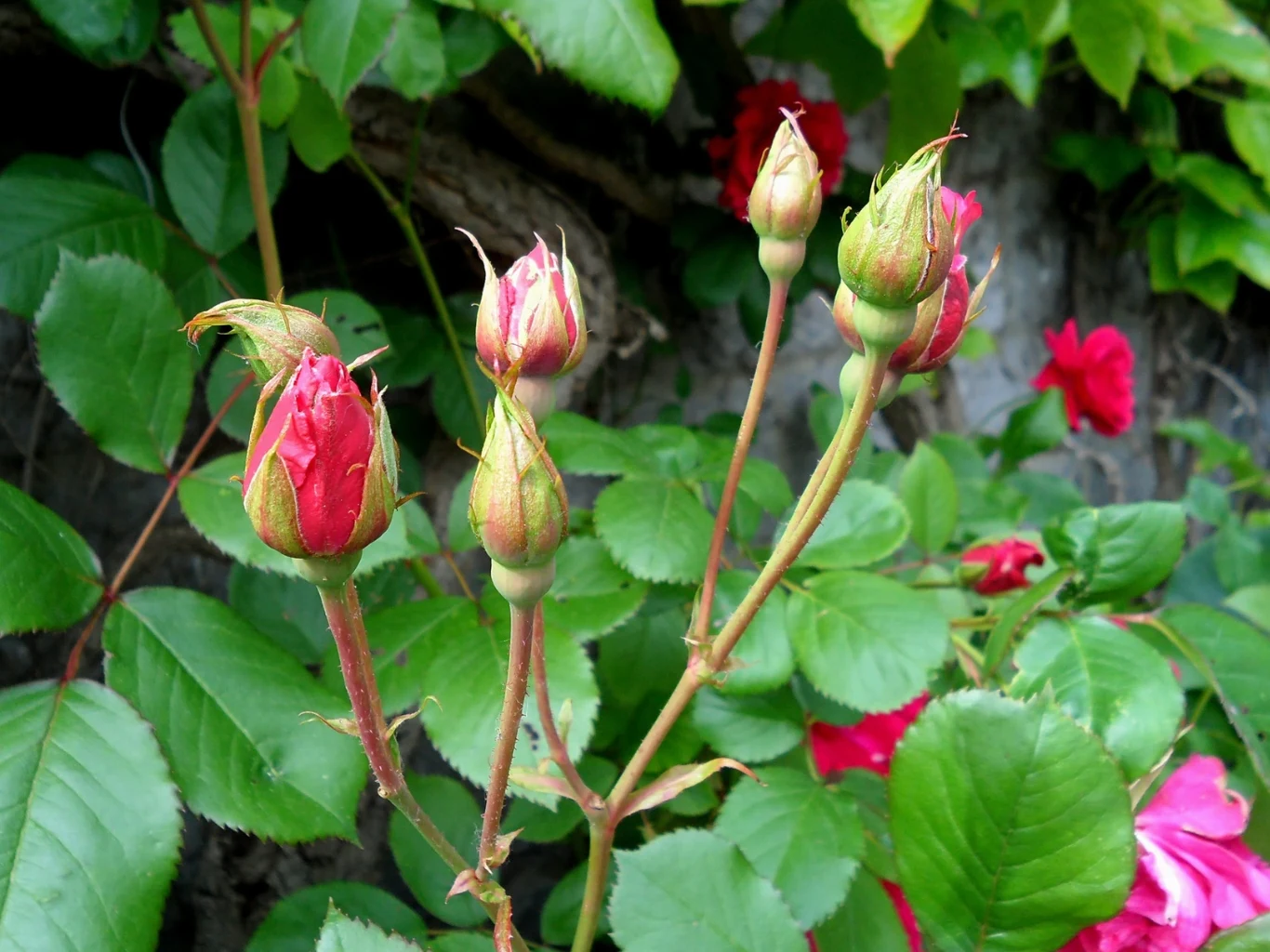 Kilka młodych pąków różowych róż na tle zielonych liści i rozkwitających kwiatów