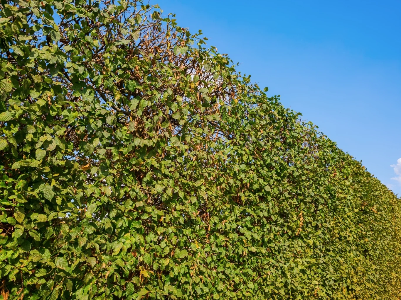 gęsty, zielony żywopłot uformowany w równą linię na tle czystego, niebieskiego nieba