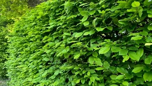 Tańszy od tui i nie gubi liści zimą. Szczelnie odradza od sąsiada