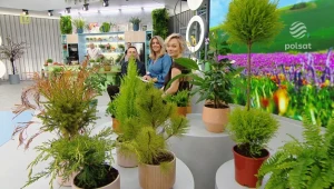 Jak dbać o domowe kwiaty z marketu? Kasia Joda wyjaśnia