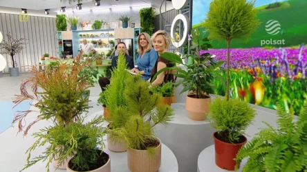 Jak dbać o domowe kwiaty z marketu? Kasia Joda wyjaśnia
