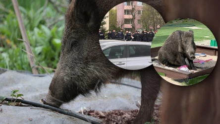 W Warszawie zabito kolejnego dzika. Jedno zwierzę otoczyło kilkudziesięciu policjantów