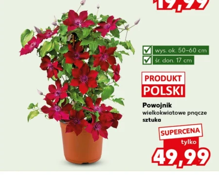 Клематис Ok.