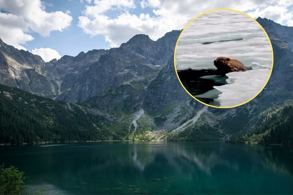 Bóbr został nagrany nad Morskim Okiem Bóbr widziany na krze lodowej nad Morskim Okiem, w tle górskie szczyty i przejrzyste jezioro.