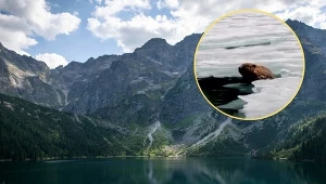 Bóbr został nagrany nad Morskim Okiem